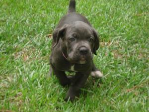 ItalianCaneCorsoMastiffFemalepupsforsale